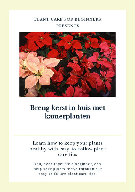 Breng kerst in huis met kamerplanten