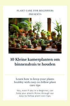 10 Kleine kamerplanten om binnenshuis te houden