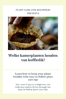 Welke kamerplanten houden van koffiedik?
