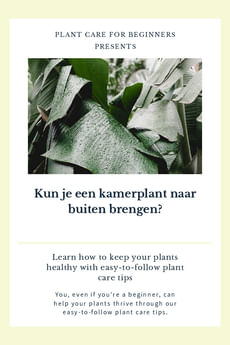 Kun je een kamerplant naar buiten brengen?