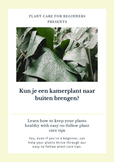 Kun je een kamerplant naar buiten brengen?