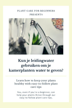 Kun je leidingwater gebruiken om je kamerplanten water te geven?
