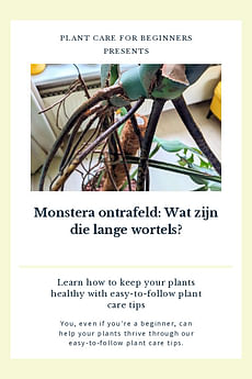 Monstera ontrafeld: Wat zijn die lange wortels?