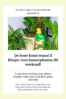 De lente komt eraan! 2 klusjes voor kamerplanten dit weekend!