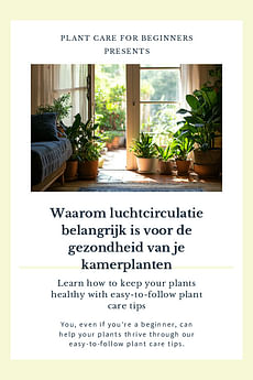 Waarom luchtcirculatie belangrijk is voor de gezondheid van je kamerplanten