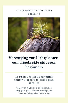 Verzorging van luchtplanten: een uitgebreide gids voor beginners