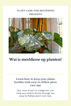 Wat is meeldauw op planten?