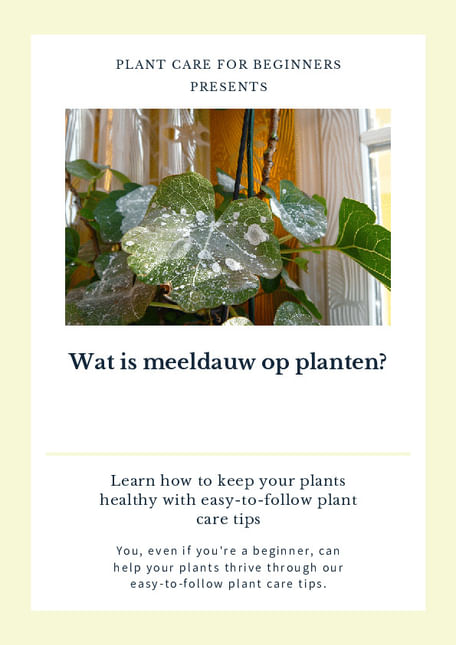 Wat is meeldauw op planten?