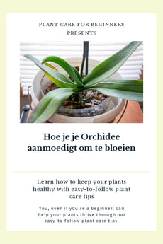 Hoe je je Orchidee aanmoedigt om te bloeien