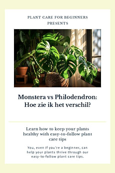 Monstera vs Philodendron: Hoe zie ik het verschil?