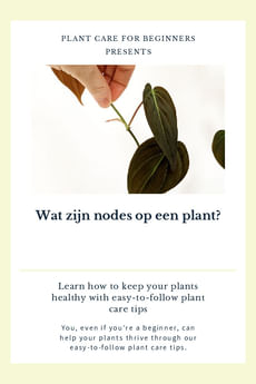 Wat zijn nodes op een plant?