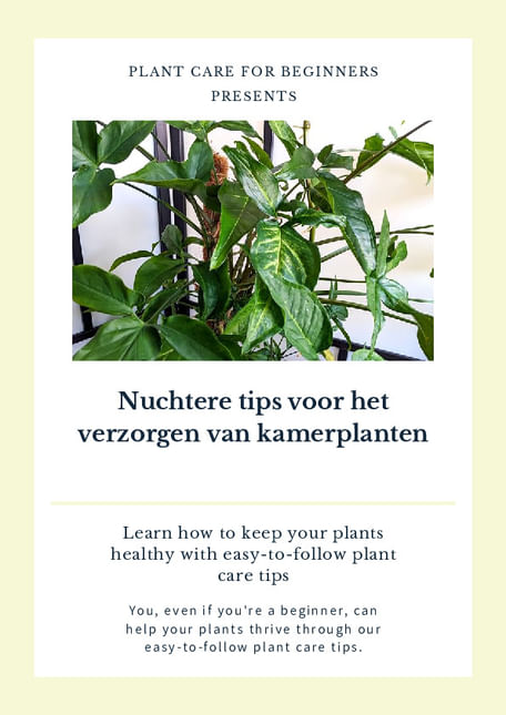 Nuchtere tips voor het verzorgen van kamerplanten