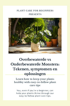 Overbewaterde vs Onderbewaterde Monstera: Tekenen, symptomen en oplossingen