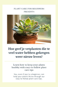 Hoe geef je vetplanten die te veel water hebben gekregen weer nieuw leven?