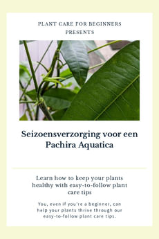 Seizoensverzorging voor een Pachira Aquatica
