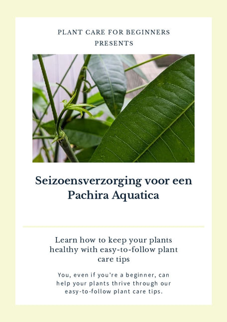 Seizoensverzorging voor een Pachira Aquatica
