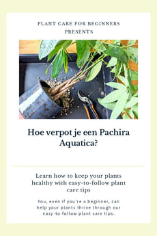 Hoe verpot je een Pachira Aquatica?