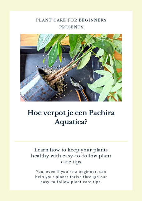 Hoe verpot je een Pachira Aquatica?