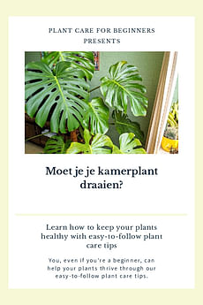 Moet je je kamerplant draaien?