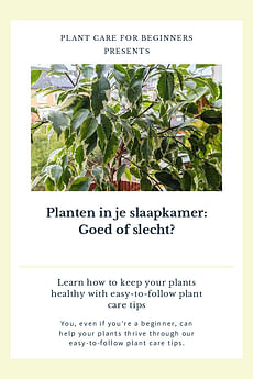 Planten in je slaapkamer: Goed of slecht?