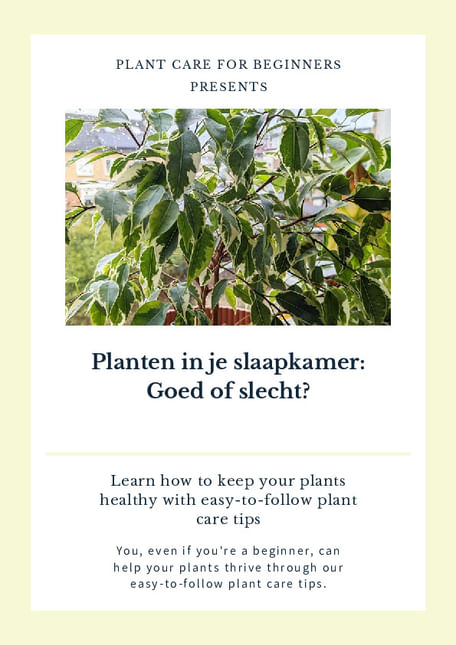 Planten in je slaapkamer: Goed of slecht?