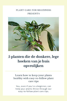 5 planten die de donkere, lege hoeken van je huis opvrolijken