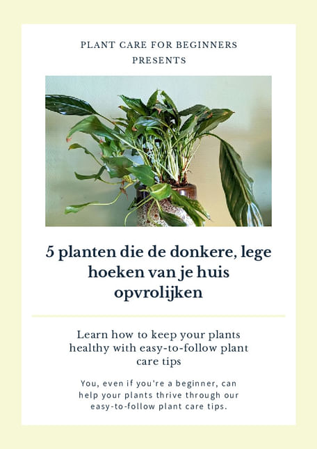 5 planten die de donkere, lege hoeken van je huis opvrolijken