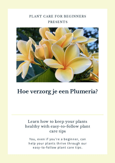 Hoe verzorg je een Plumeria?