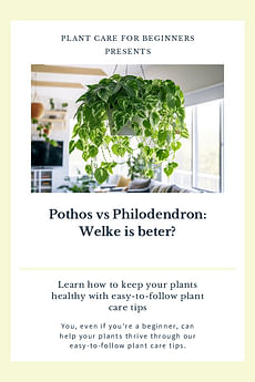 Pothos vs Philodendron: Welke is beter?
