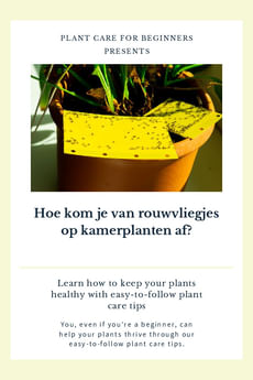 Hoe kom je van rouwvliegjes op kamerplanten af?