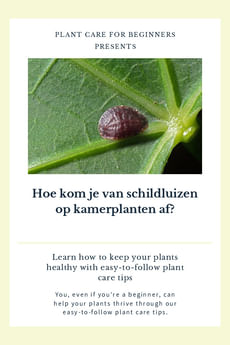 Hoe kom je van schildluizen op kamerplanten af?