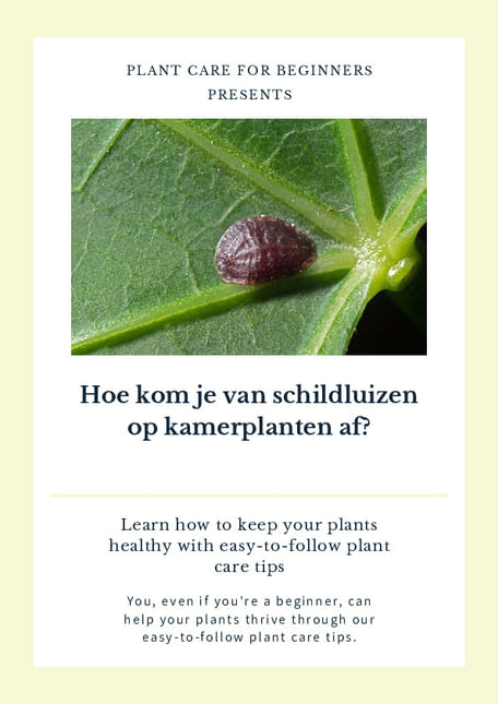 Hoe kom je van schildluizen op kamerplanten af?