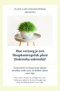 Hoe verzorg je een Slaapkamergeluk plant (Soleirolia soleirolii)?