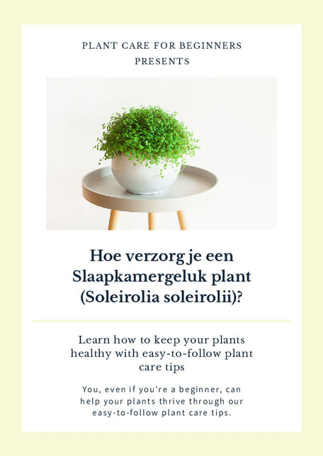 Hoe verzorg je een Slaapkamergeluk plant (Soleirolia soleirolii)?