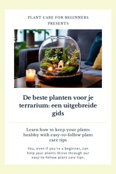 De beste planten voor je terrarium: een uitgebreide gids