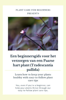 Een beginnersgids voor het verzorgen van een Paarse hart plant (Tradescantia pallida)