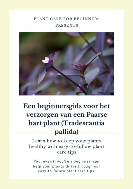 Een beginnersgids voor het verzorgen van een Paarse hart plant (Tradescantia pallida)