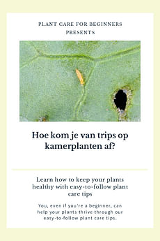 Hoe kom je van trips op kamerplanten af?