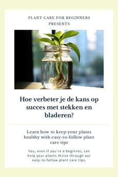 Hoe verbeter je de kans op succes met stekken en bladeren?