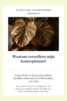 Waarom verwelken mijn kamerplanten?