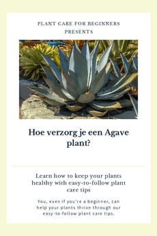 Hoe verzorg je een Agave plant?