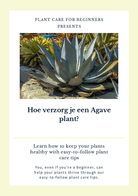 Hoe verzorg je een Agave plant?