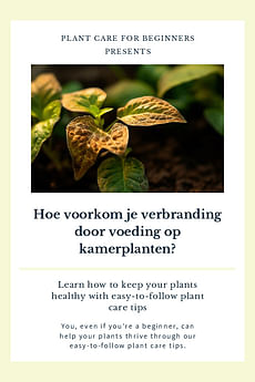 Hoe voorkom je verbranding door voeding op kamerplanten?