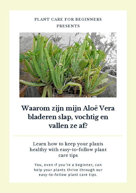 Waarom zijn mijn Aloë Vera bladeren slap, vochtig en vallen ze af?