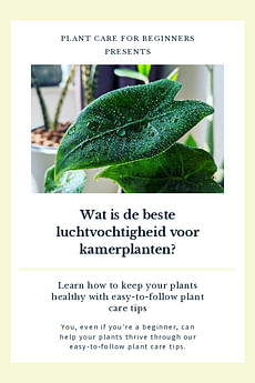 Wat is de beste luchtvochtigheid voor kamerplanten?