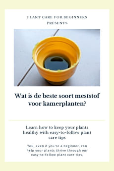 Wat is de beste soort voeding voor kamerplanten?