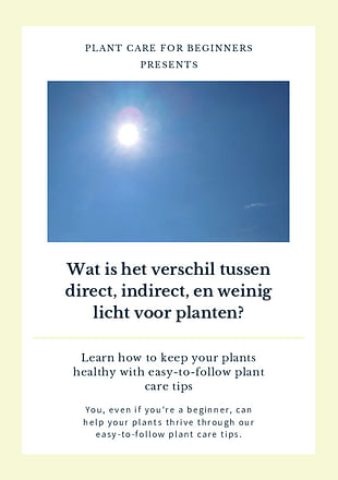 Wat is het verschil tussen direct, indirect, en weinig licht voor planten?