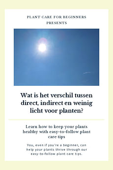 Wat is het verschil tussen direct, indirect en weinig licht voor planten?