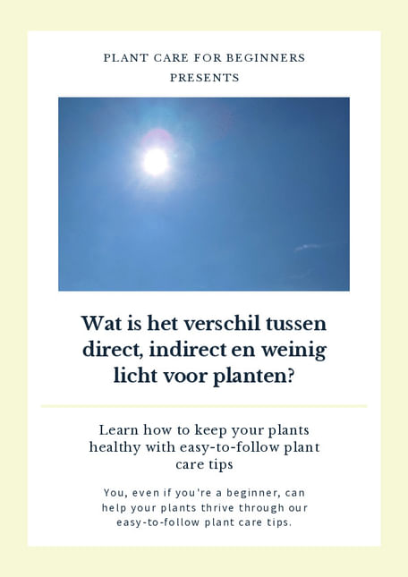 Wat is het verschil tussen direct, indirect en weinig licht voor planten?
