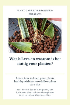 Wat is Leca en waarom is het nuttig voor planten?